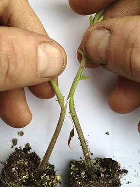 Tap the Neighbor's Hose: Partnership-Led Growth When Your Marketing Budget Is Zero
