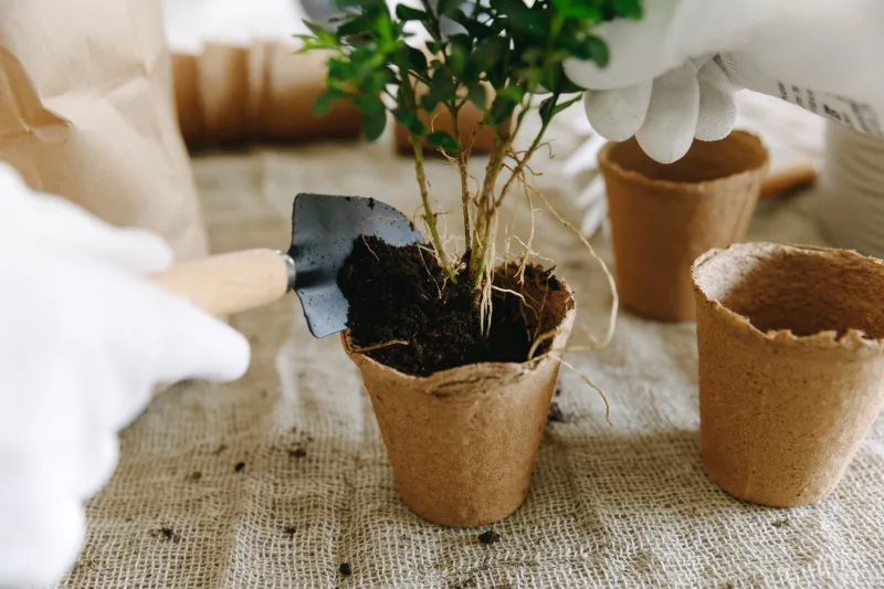 Root Rot, But Make It Capital: The Case Against Raising More Than You Can Absorb