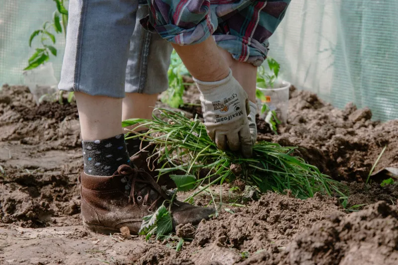 Every Garden Needs a Cut: A Season-by-Season Guide to Killing Your Worst Startup Habits