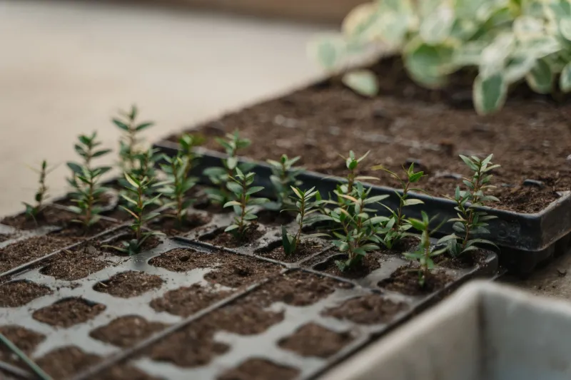 The Seed Audit: A Year-End Review for Founders Who Launched More Than They Finished