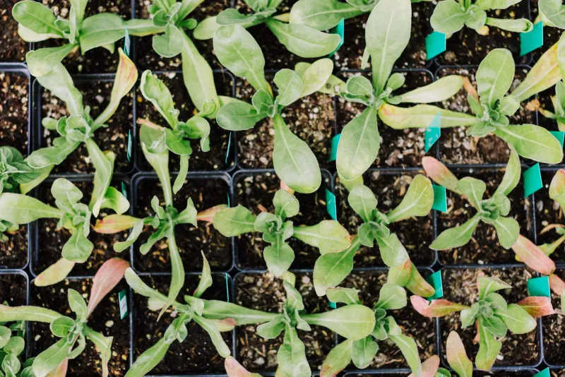 Tend the Ten: Why Your First Customers Despire Cold Outreach and Crave a Warm Greenhouse