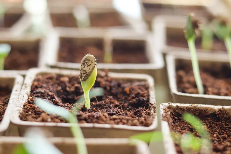 Don't Quit Yet: The Weekend Germination Test That Tells You If Your Idea Will Actually Sprout